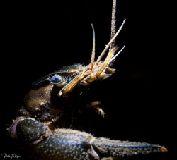 freshwater lobster by Pieter Firlefyn 
